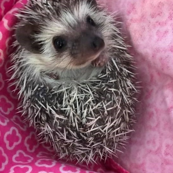 Meet your Posher, Jade - Picture 2 of 2